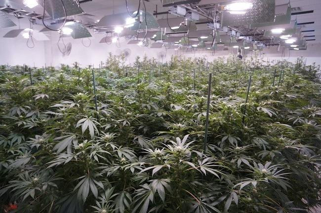A cannabis grow room in Denver. Photo: WeedWorthy.com A cannabis grow room in Denver. Photo: WeedWorthy.com